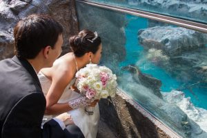 Brookfield Zoo Wedding, St Charles Il wedding photographer