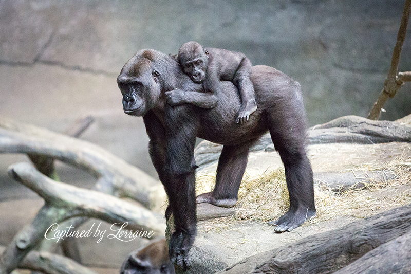 Brookfield Zoo Wedding Photographer