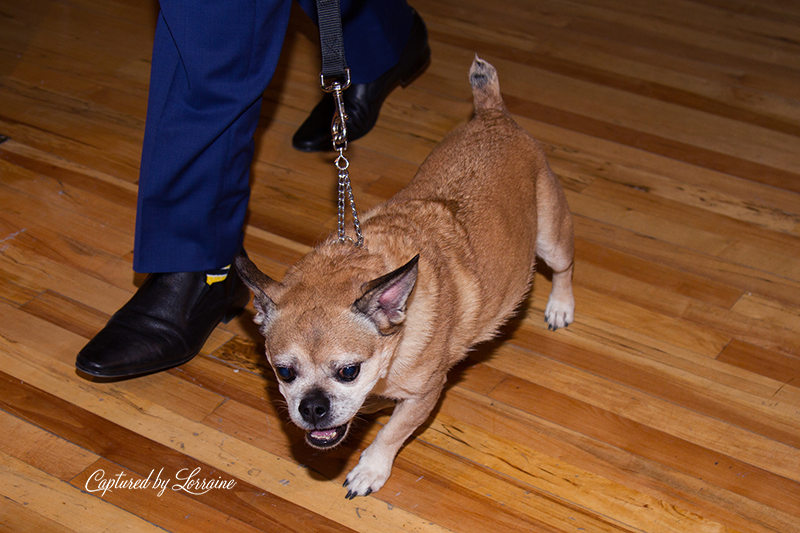 Wedding with Dogs