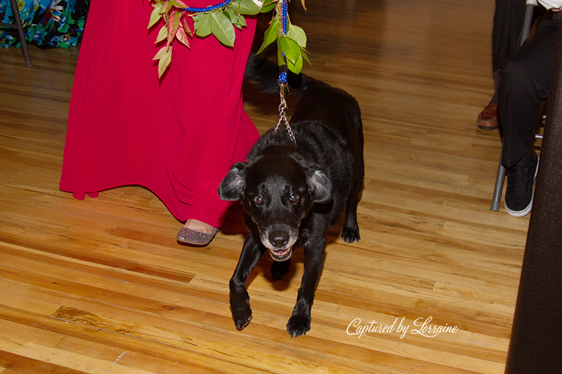 Wedding with Dogs