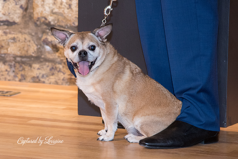 Wedding with Dogs