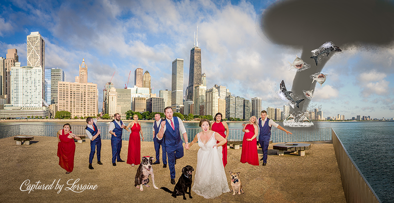 wedding sharknado with dogs